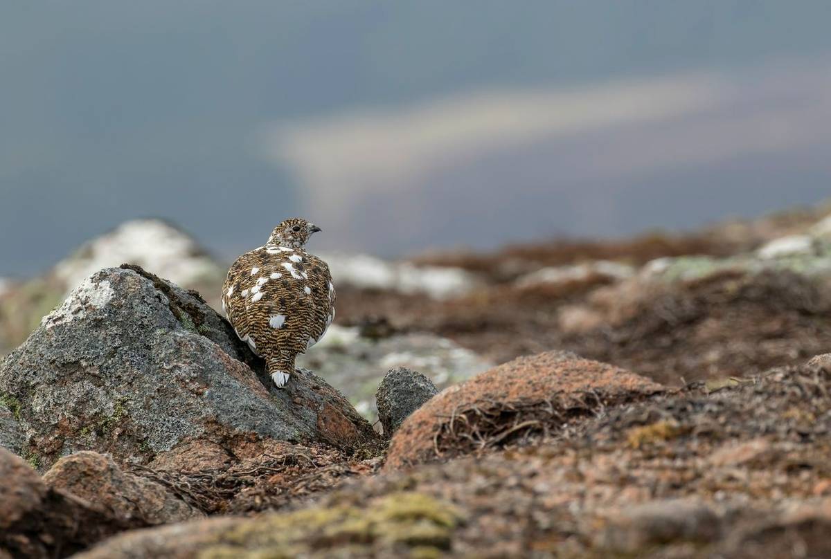 Ptarmigan, Scotland Shutterstock 1068444623