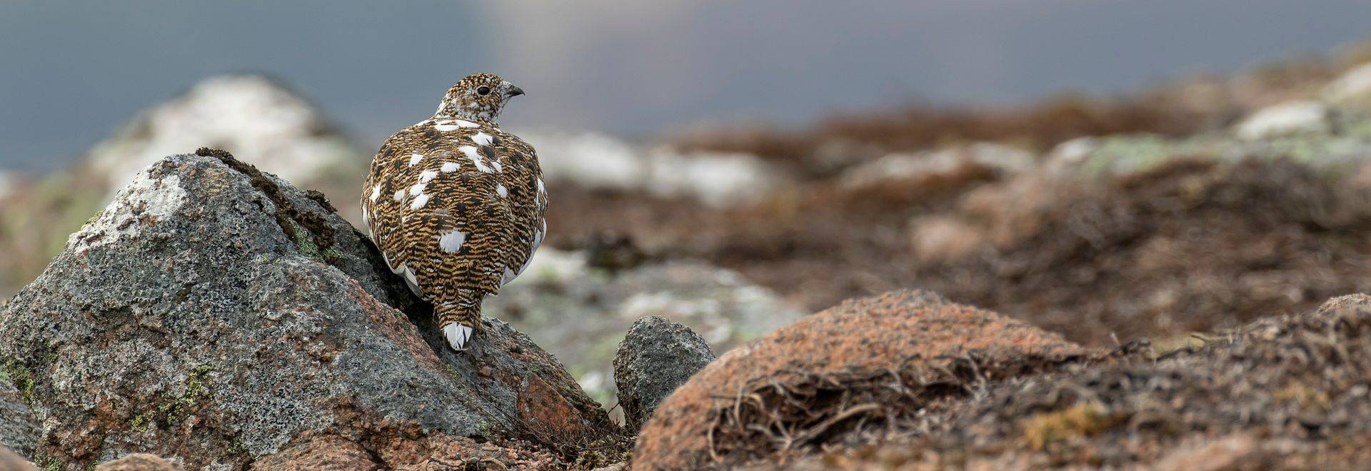 Ptarmigan, Scotland Shutterstock 1068444623