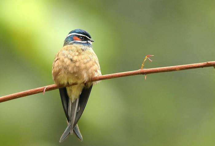 Whiskered Treeswift (Andy Hawkins)