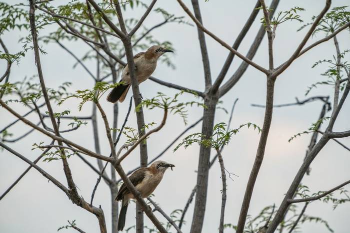 Bare-cheeked Babbler