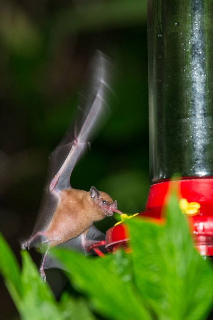 Orange Nectar Feeding Bat (Ian Talboys)