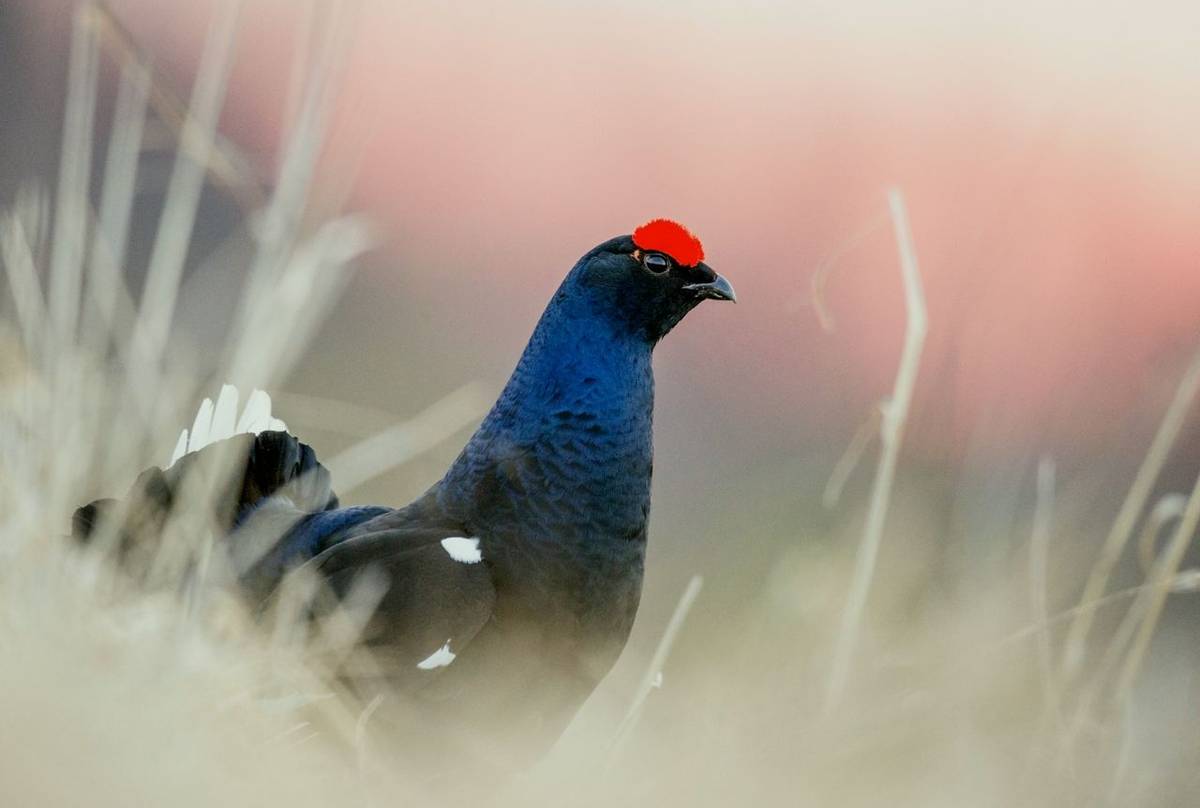 Black Grouse