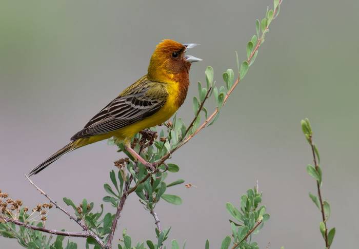 Red-headed Bunting © Chris Griffin, May 2025