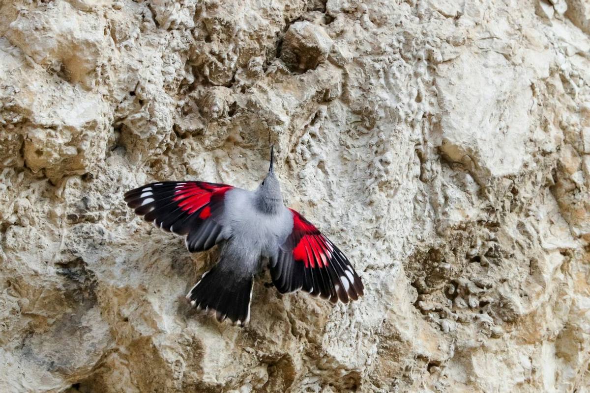 Wallcreeper