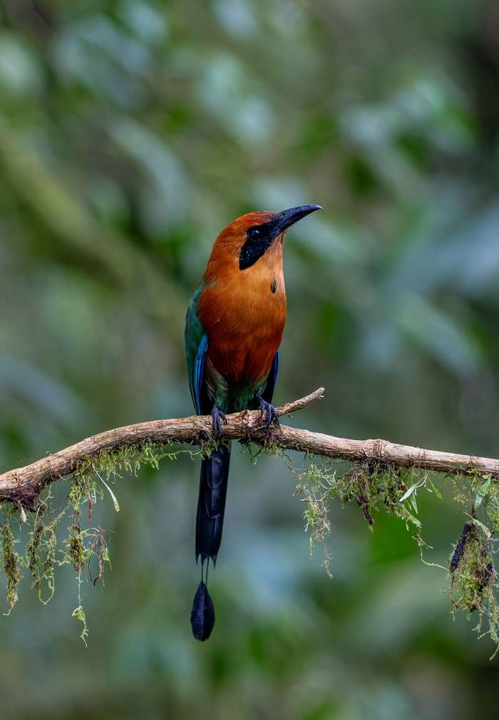 Rufous Motmot © Francisco Muñoz.jpg