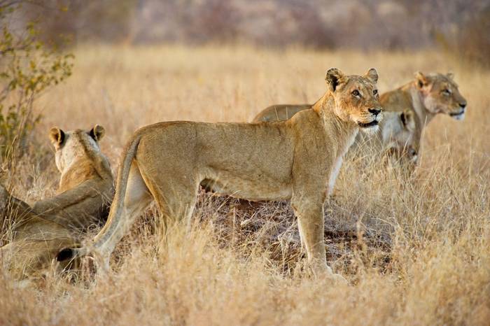 Lion Pride shutterstock_89589724.jpg