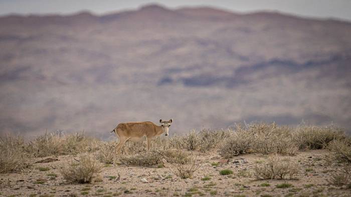Saiga Antelope (Soaring Expeditions)
