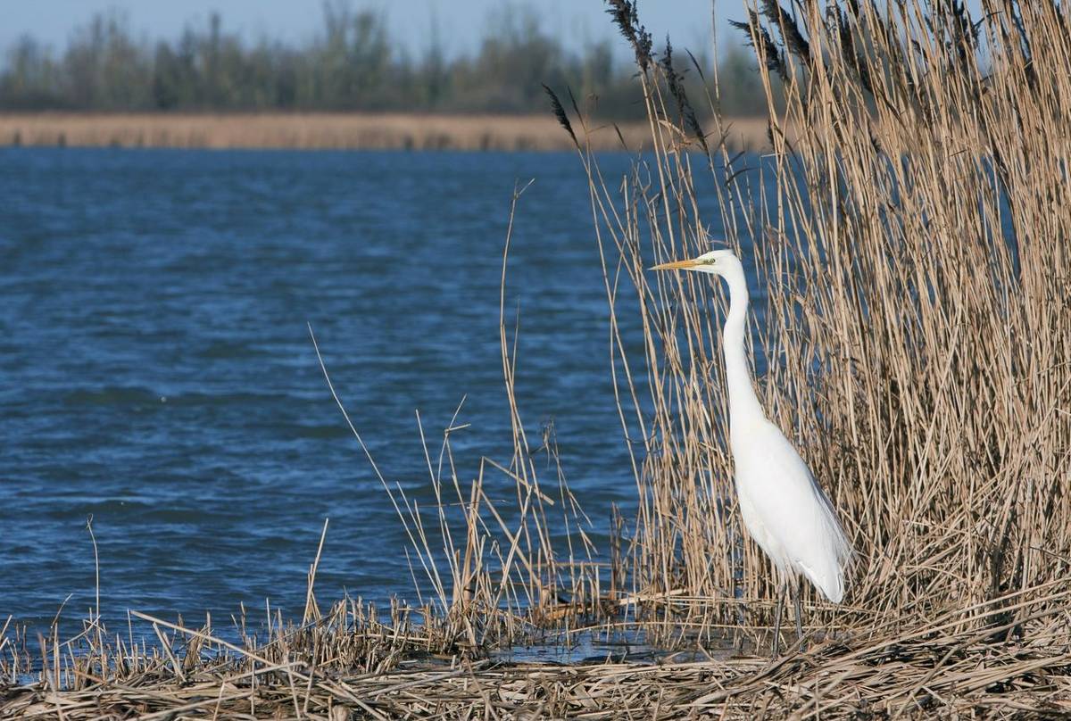 Great Egret. shutterstock_69694171.jpg