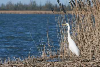 Great Egret. shutterstock_69694171.jpg