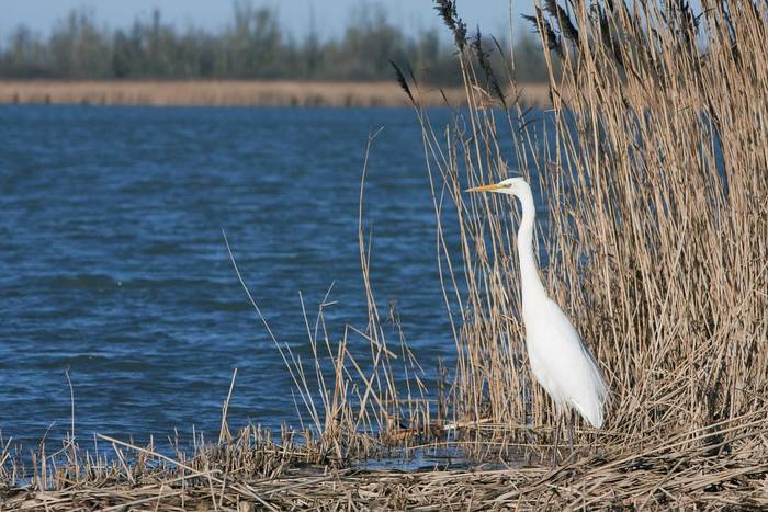 Great Egret. shutterstock_69694171.jpg