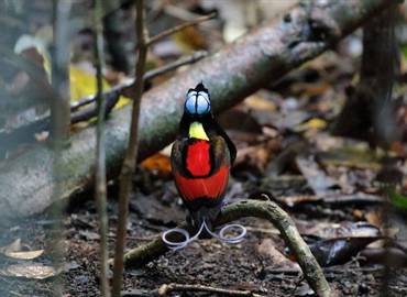 West Papua - A Birds-of-paradise Special