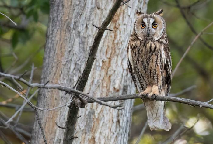 Long-eared Owl © Chris Griffin, May 2025