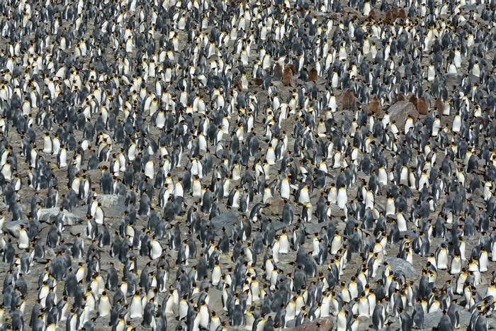 King Penguins - South Georgia (2).jpg