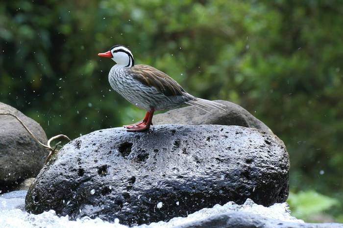 Torrent Duck © Robin Smith