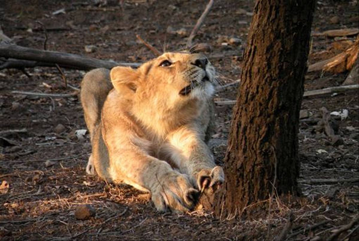 Asiatic Lion cub