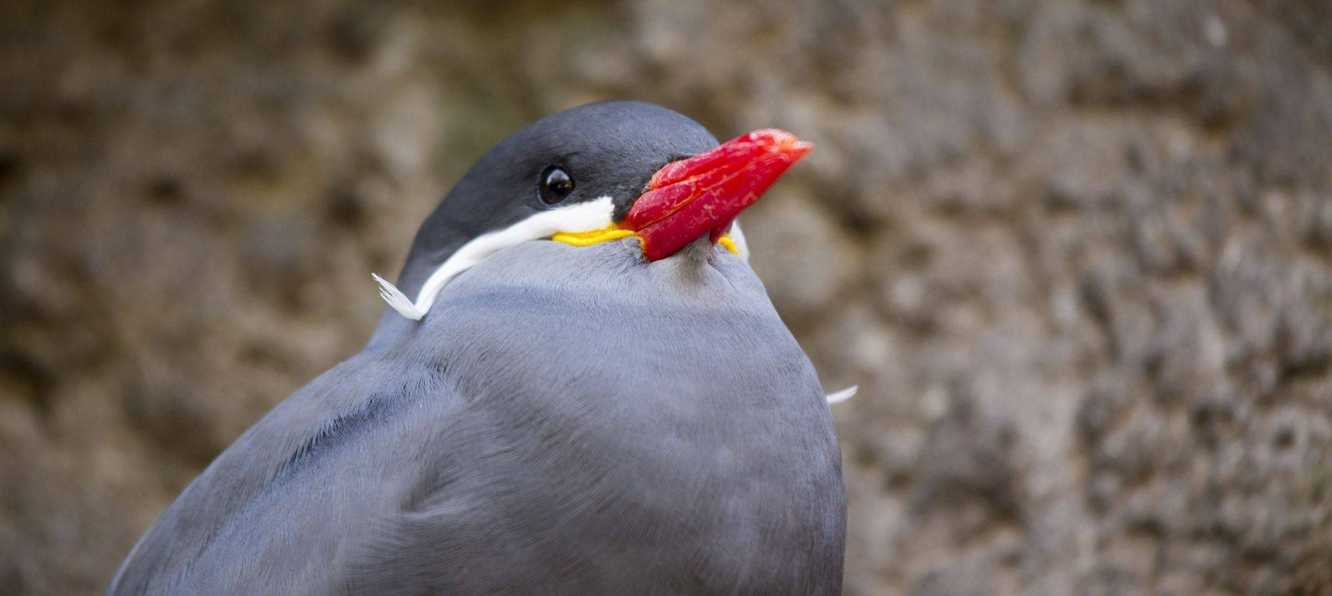 Inca Tern Shutterstock 344410184