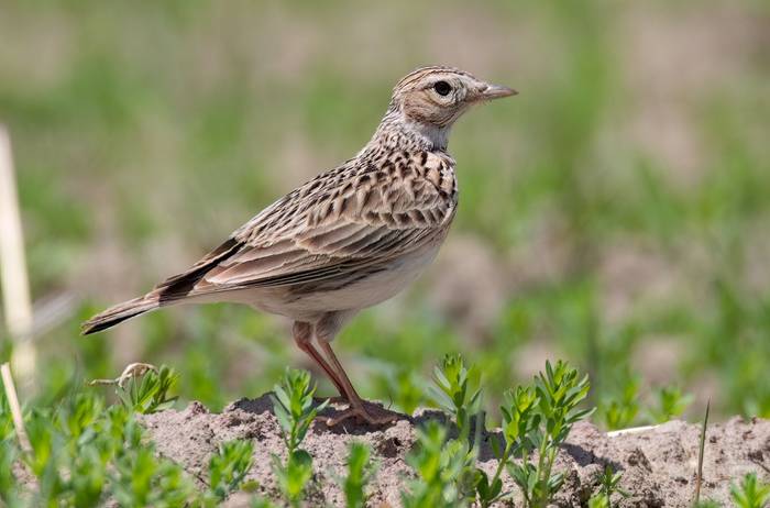 Oriental Skylark © Chris Griffin, May 2025