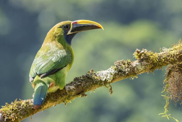 Blue-throated Toucanet, Savegre, Costa Rica, 26 March 2022, KEVIN ELSBY FRPS.jpg