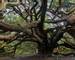 Kingley_Vale_Yew_Tree_AdobeStock_178336662.jpeg