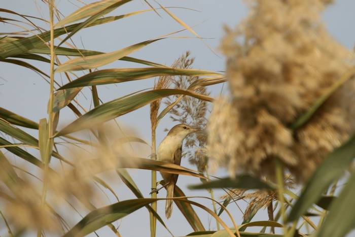 Basra Reed Warbler