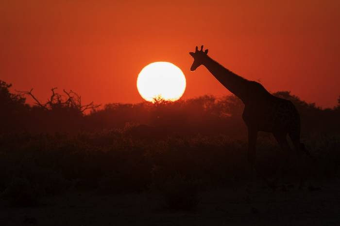 Southern Giraffe in Etosha by K Elsby.jpg
