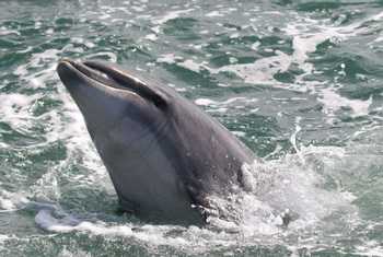 Bottlenose Dolphin in Weymouth Harbour - Matt Eade.jpg