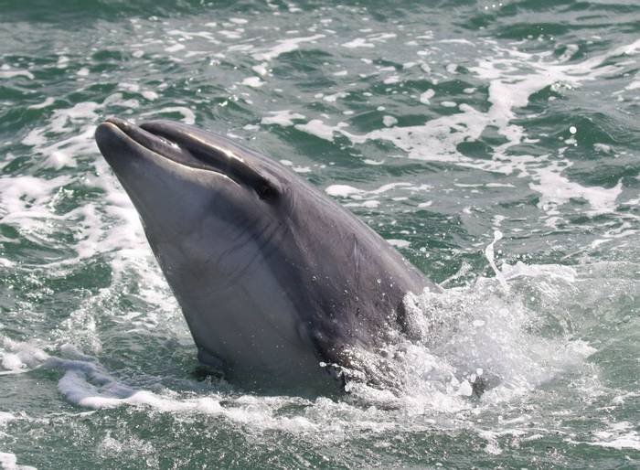 Bottlenose Dolphin in Weymouth Harbour - Matt Eade.jpg