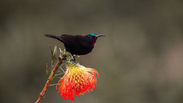 Amethyst Sunbird