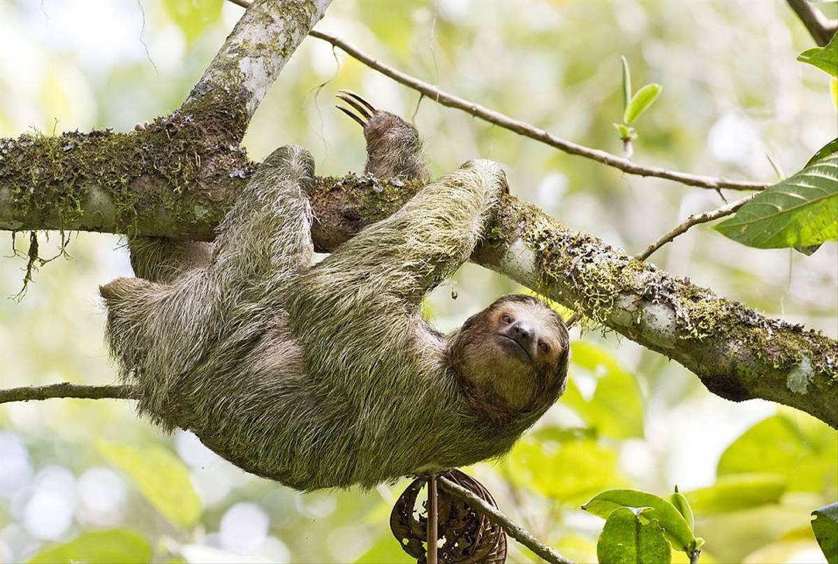 Hoffmans Three-toed Sloth (Kevin Elsby)