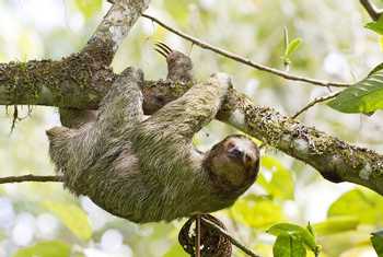 Hoffmans Three-toed Sloth (Kevin Elsby)