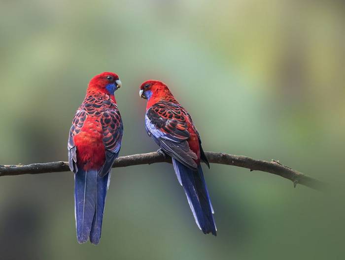 Crimson Rosella