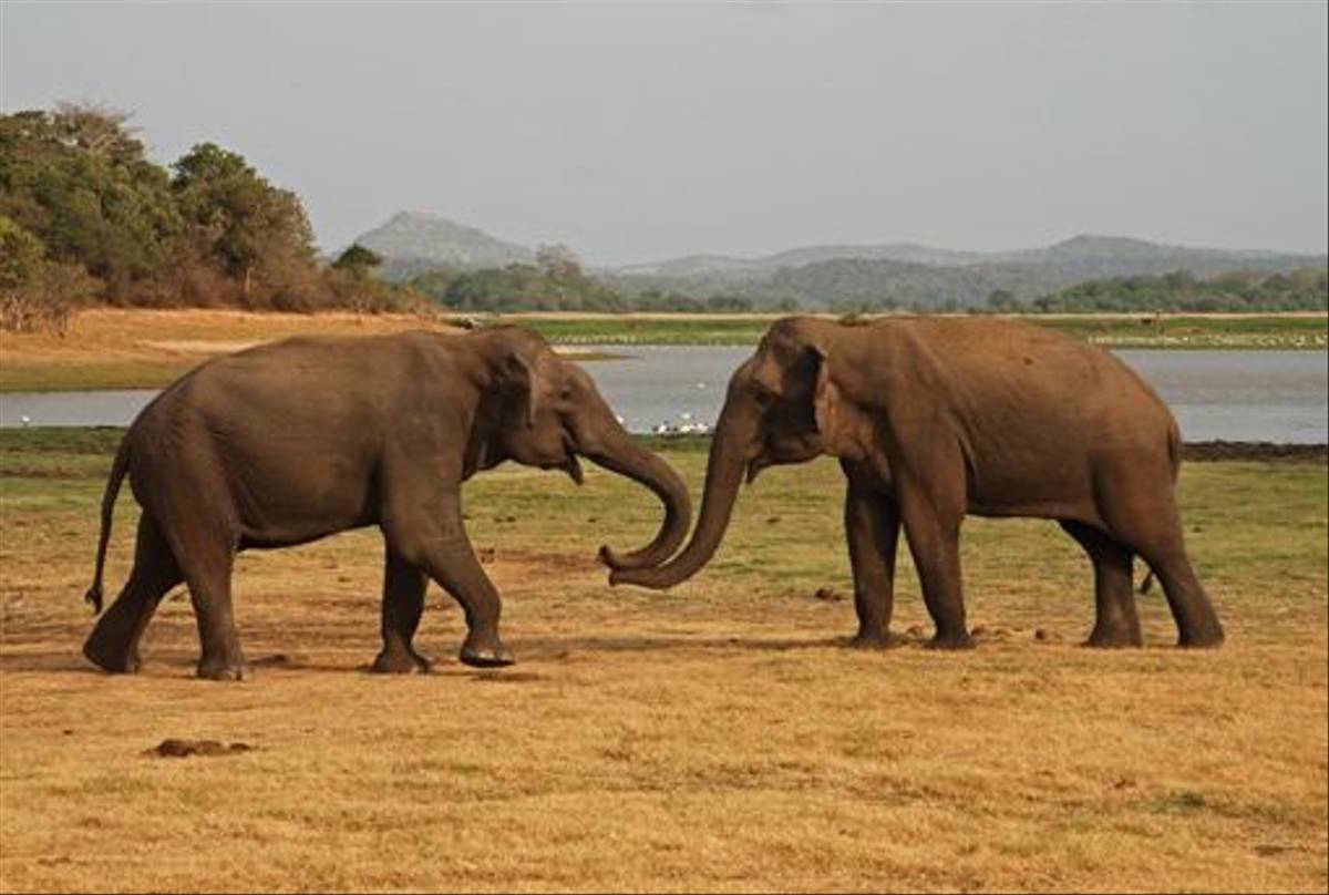 Male Elephants, Minneriya National Park (Thomas Mills)