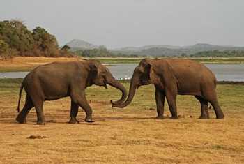 Male Elephants, Minneriya National Park (Thomas Mills)
