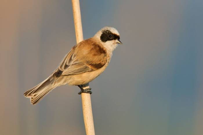 Penduline Tit shutterstock_1574475229.jpg