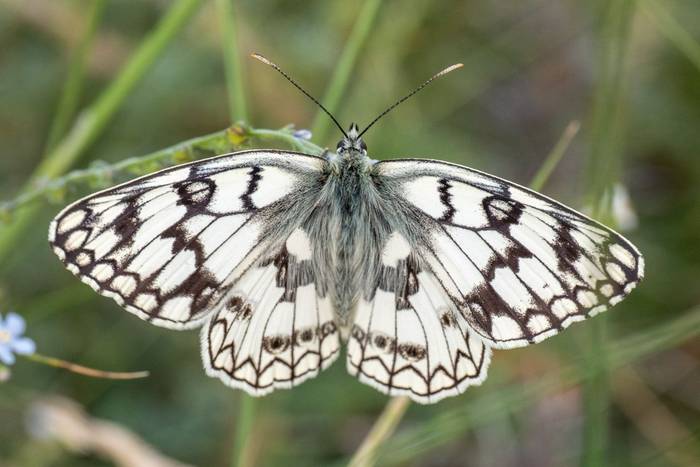 Esper´s Marbled White © Machiel Valkenburg