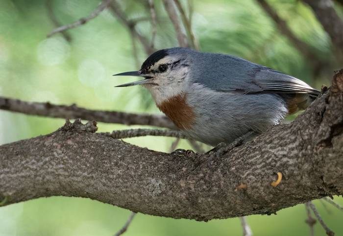 Krüper's nuthatch © Chris Griffin, May 2025.jpg
