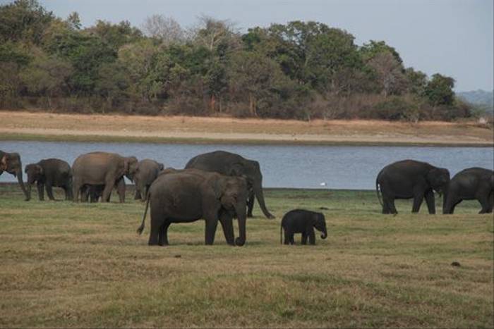 Asian Elephants in Minneriya NP (Thomas Mills)