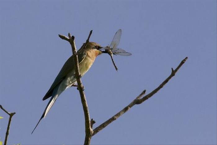 Blue-tailed Bee-eater (Colin Brown)