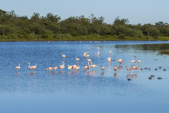 Chilean Flamingos © James Warren, May 2026 (7).jpg