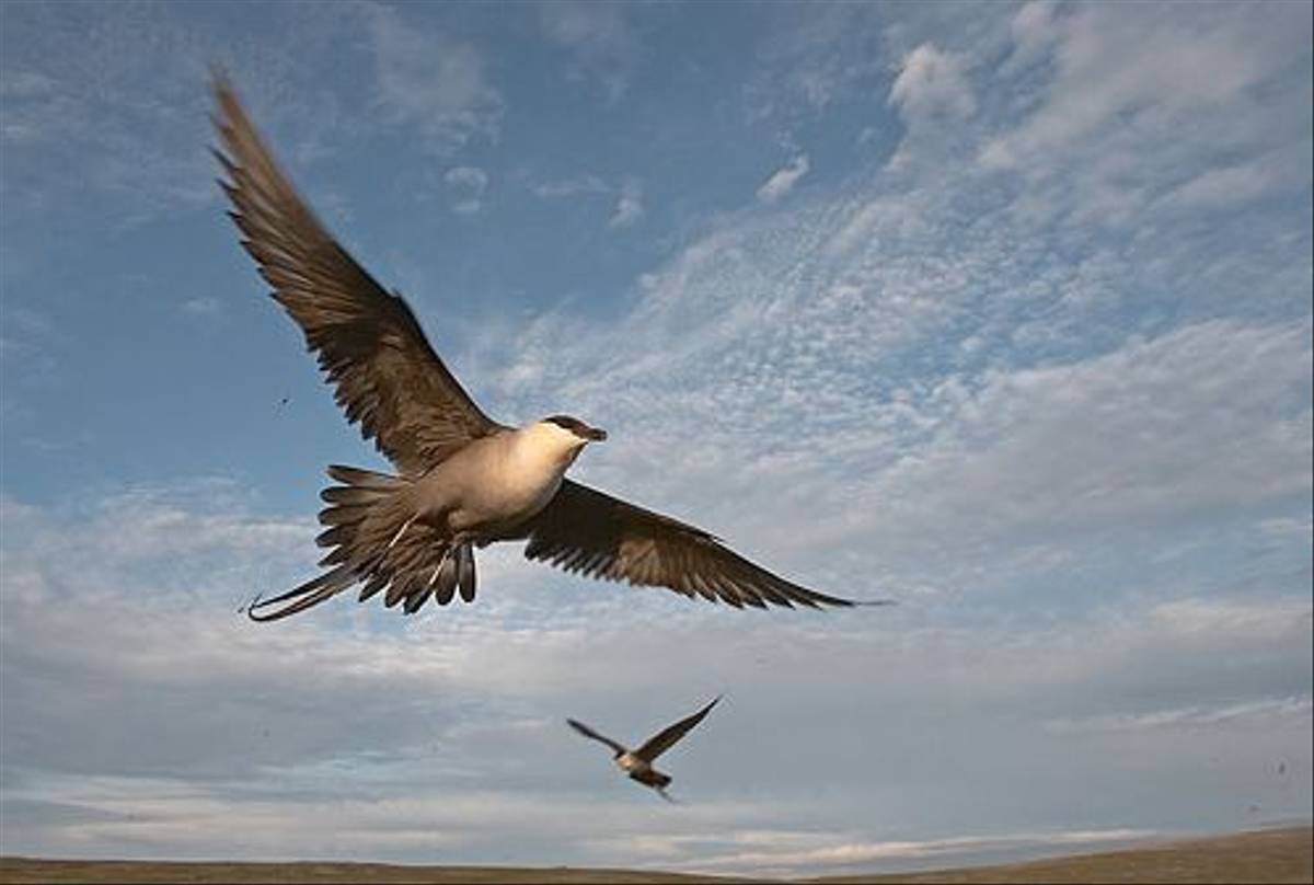 Long-tailed Skua (Jari Peltomaki)