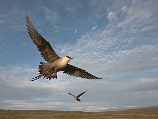 Long-tailed Skua (Jari Peltomaki)