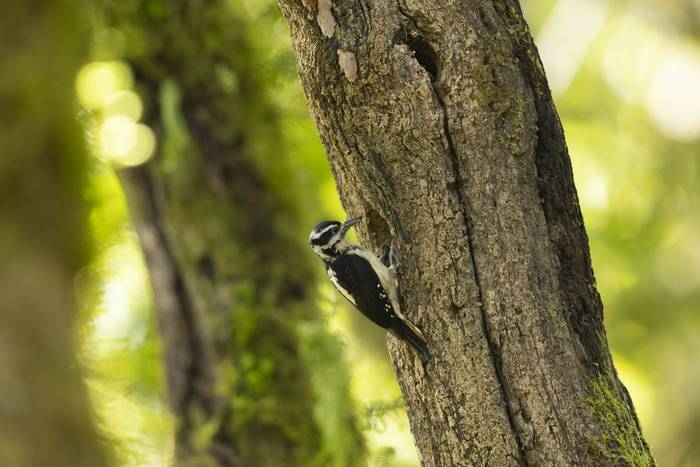 Hairy Woodpecker © Oliver Smart, April 2026 tour