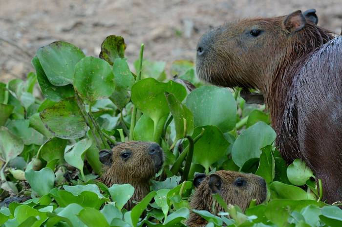 Capybara (Helen Pinchin)