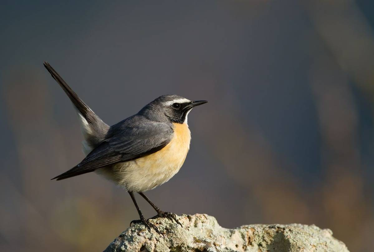 White Throated Robin. Shutterstock 201993748
