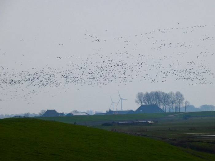 Barnacle & White-fronted Geese, Matt Collis.jpg