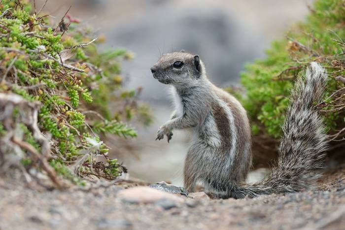 Barbary Ground Squirrel © Dave Jackson, November 2025 tour