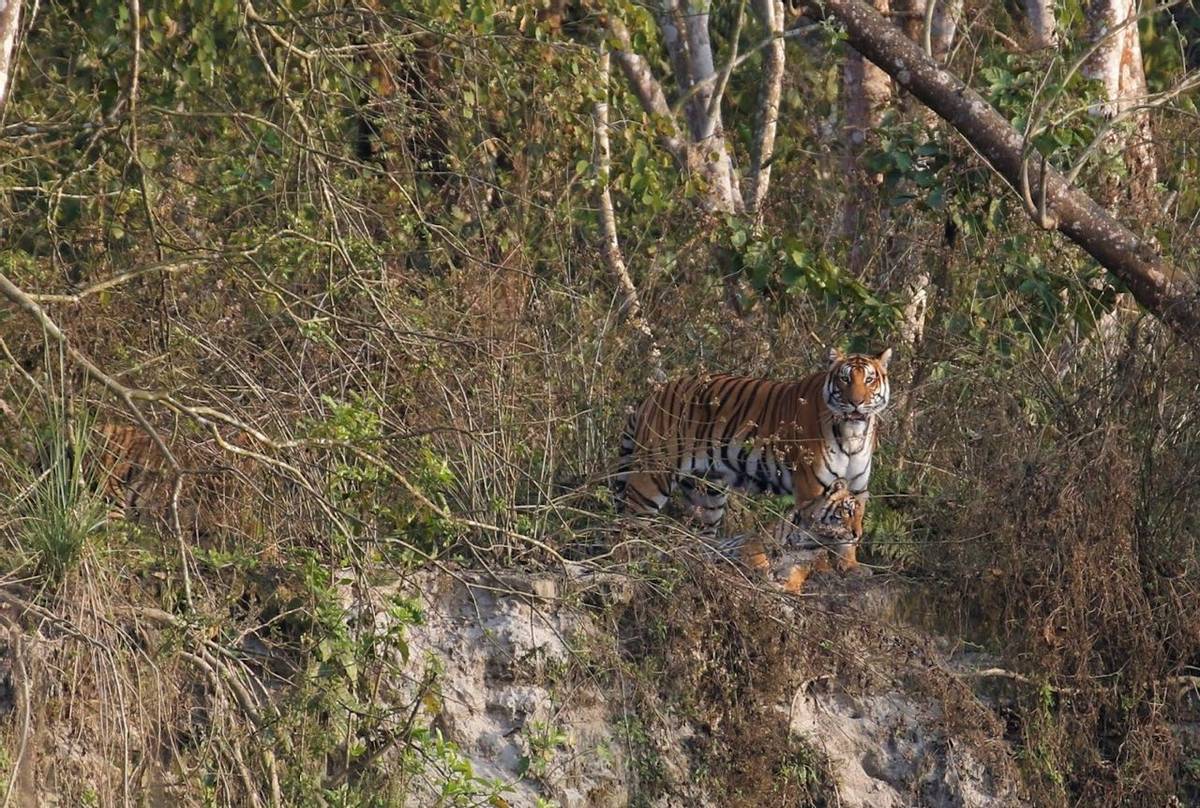 Tigers (Matt Eade - Chitwan NP, March 2020).jpg