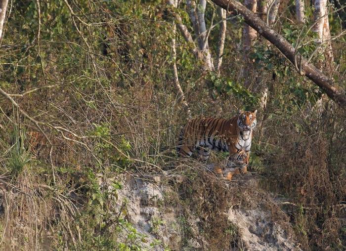 Tigers (Matt Eade - Chitwan NP, March 2020).jpg
