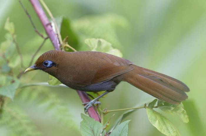 Rusty Laughingthrush © participant Alex Kozlenkov, March 2025