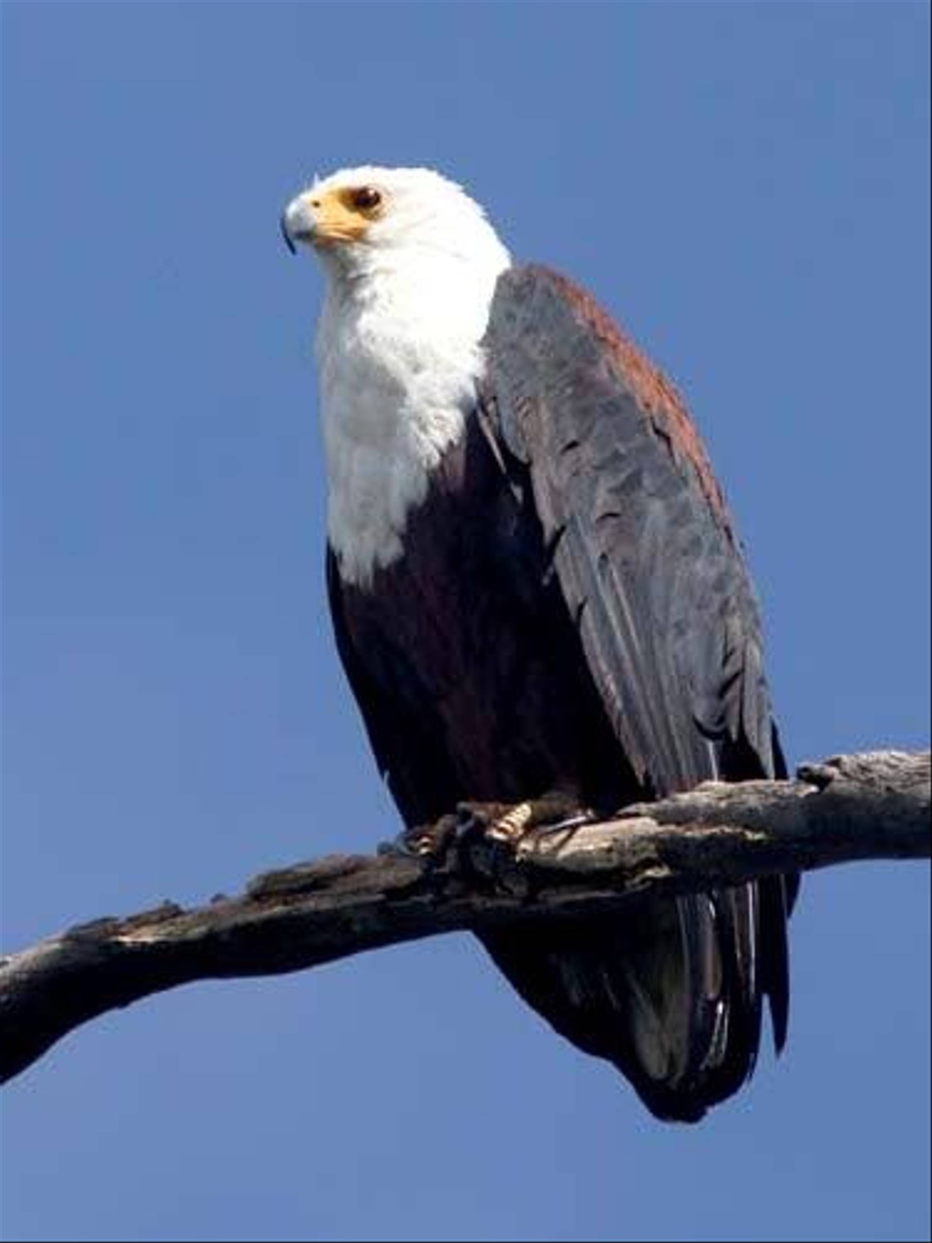 ethiopia-s-endemic-birds-naturetrek-wildlife-holidays